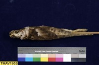 鳳頭蒼鷹藏品圖，第6張